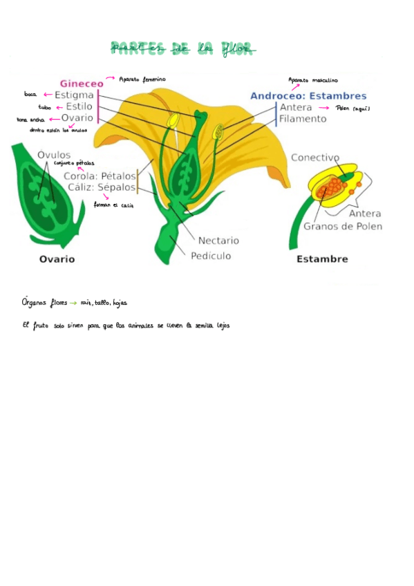 Miniatura del documento Partes-De-La-Flor.pdf