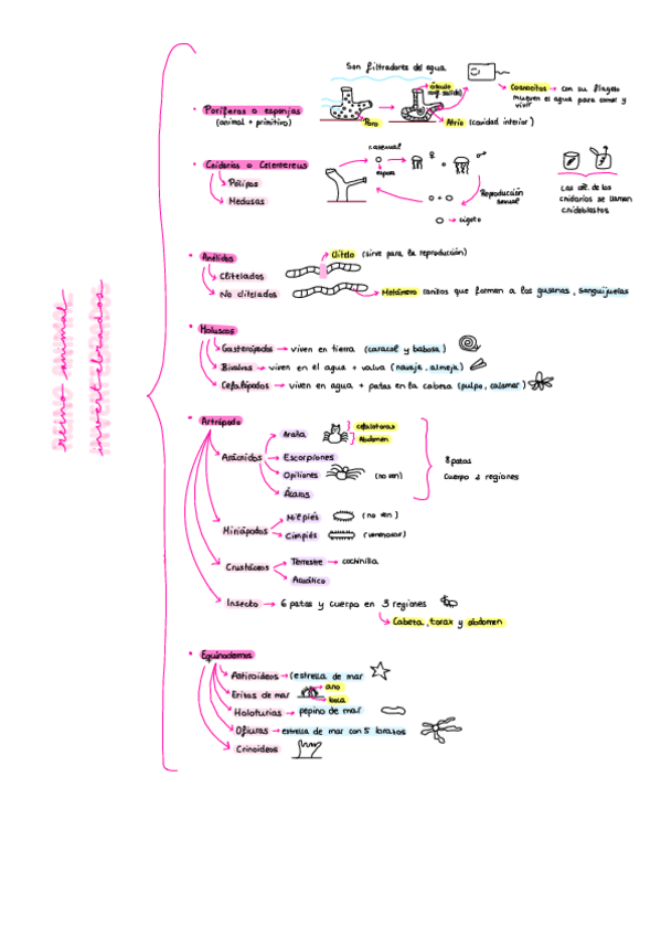 Miniatura del documento Reino-Animal.pdf