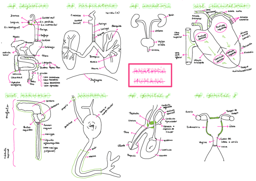 Miniatura del documento Anatomia-Humana.pdf