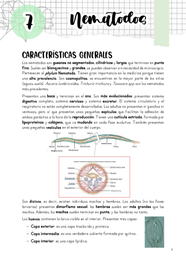 Miniatura del documento Tema-7.-Nematodos.pdf