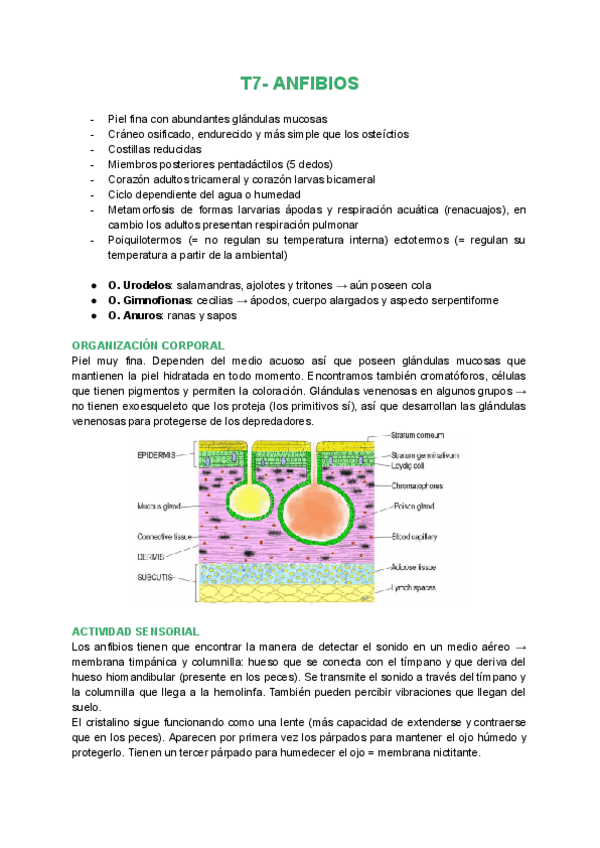 Miniatura del documento T7-Anfibios.pdf