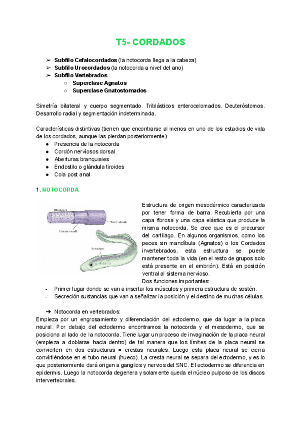 Miniatura del documento T5-Cordados.pdf