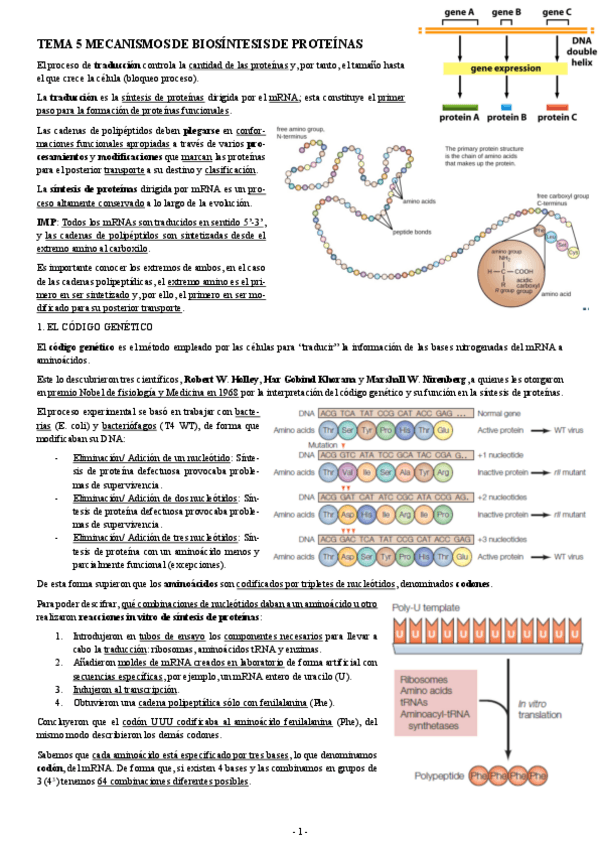 Miniatura del documento BIOLOGIA-MOLECULAR-TEMA-5-MECANISMOS-DE-BIOSINTESIS-DE-PROTEINAS.pdf