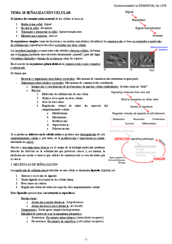 Miniatura del documento BIOLOGIA-MOLECULAR-TEMA-10-SENALIZACION-CELULAR.pdf