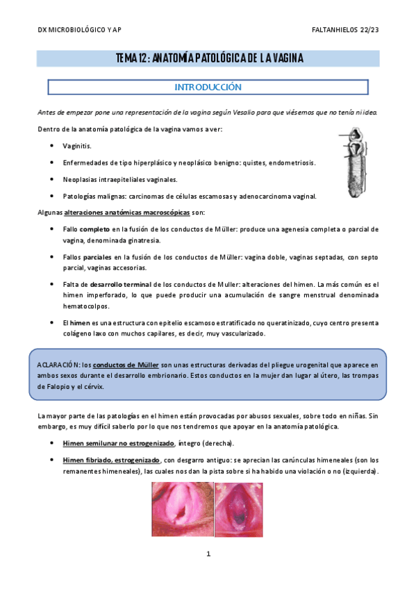 Miniatura del documento 12.-AP-de-la-vagina.pdf