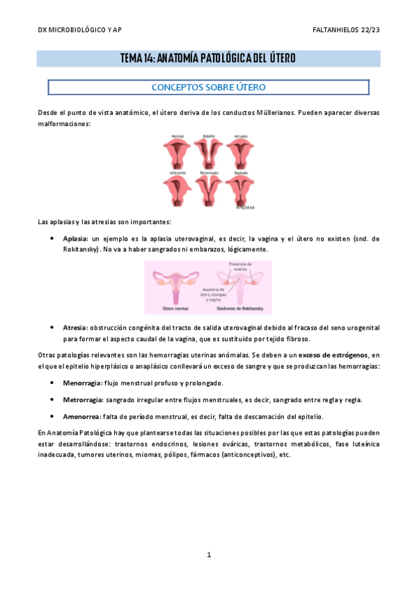 Miniatura del documento 14.-Anatomia-patologica-del-utero.pdf