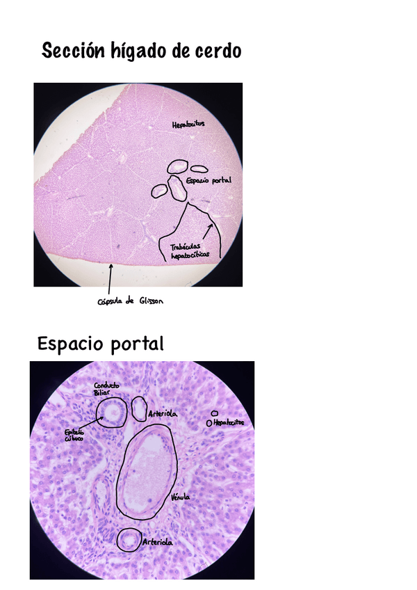 Miniatura del documento M7-Bio-Practicas.pdf