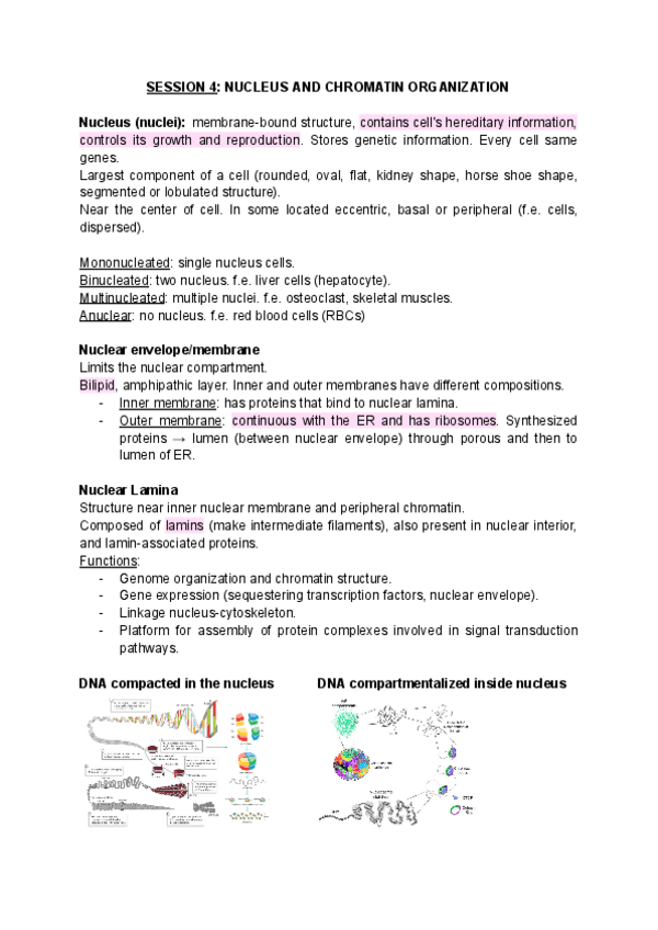 Miniatura del documento SESSION-4-nucleus-and-chromatin-organization.pdf