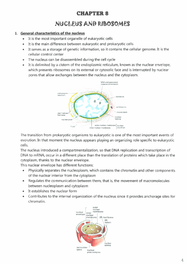 Miniatura del documento CHAPTER-8-NUCLEUS-AND-RIBOSOMES.pdf