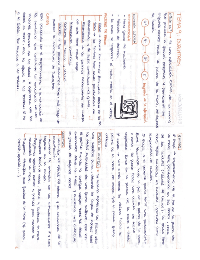 Miniatura del documento TEMA-9-DUPUYTREN-ESQUEMAS.pdf