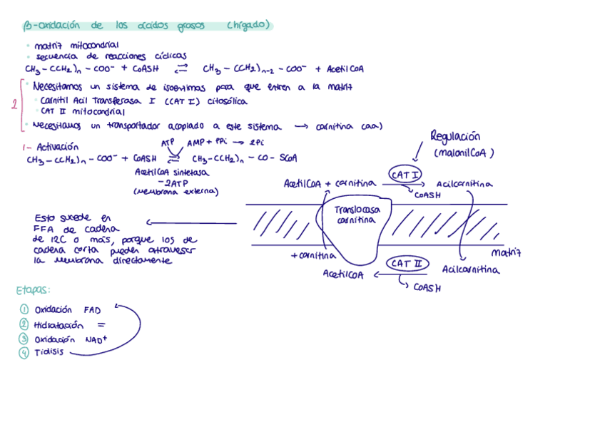 Miniatura del documento Beta-oxidacion-FFA--cuerpos-cetonicos.pdf