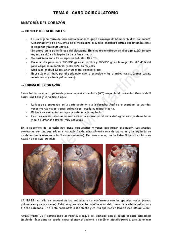 Miniatura del documento TEMA-6-ANATOMIA.pdf