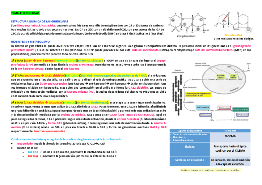 Miniatura del documento Resumen-para-examenGiberelinas-tema-4.pdf