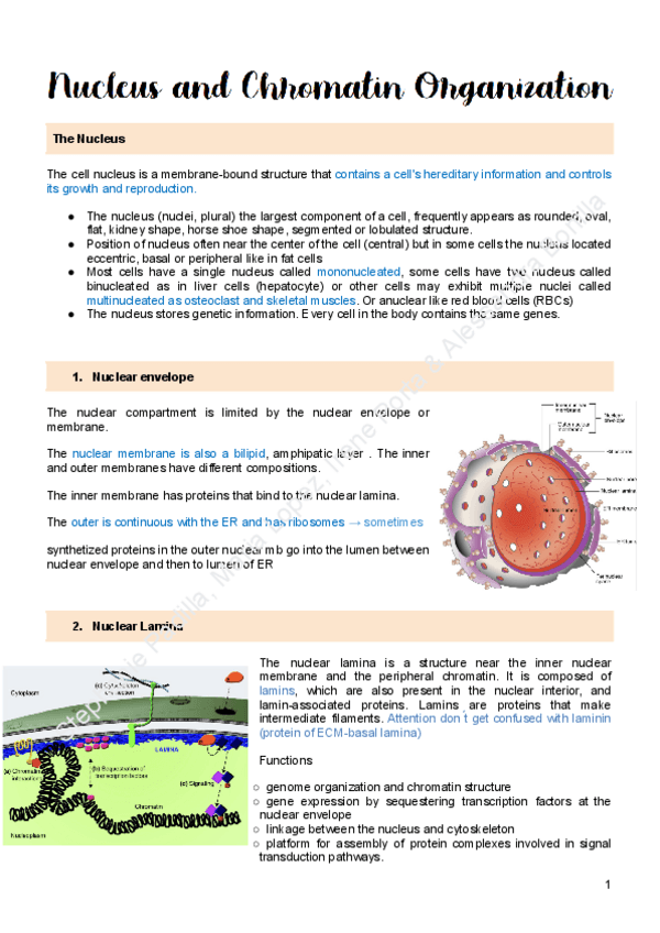 Miniatura del documento 4.Nucleus-and-Chromatin-Organization.pdf