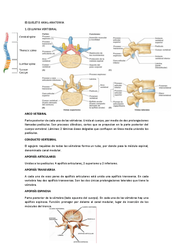 Miniatura del documento Huesos-Esqueleto-axial.pdf