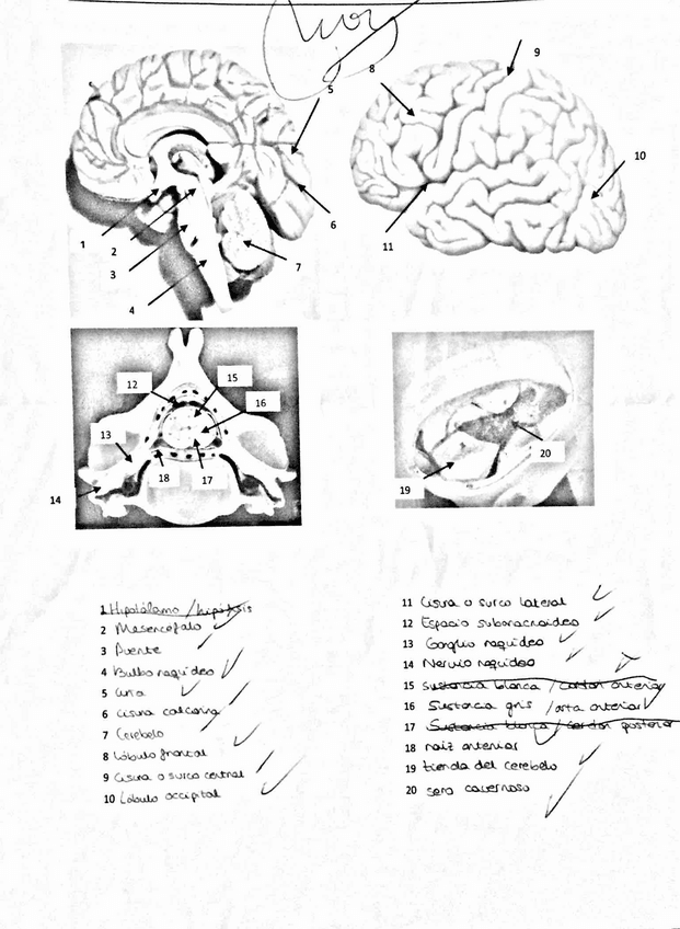 Miniatura del documento láminas.pdf