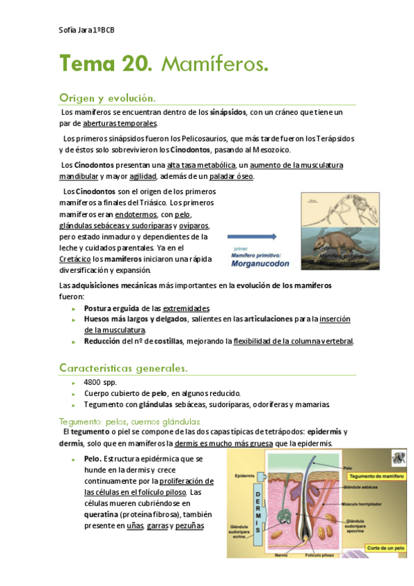 Miniatura del documento Tema-20.-Mamiferos.pdf
