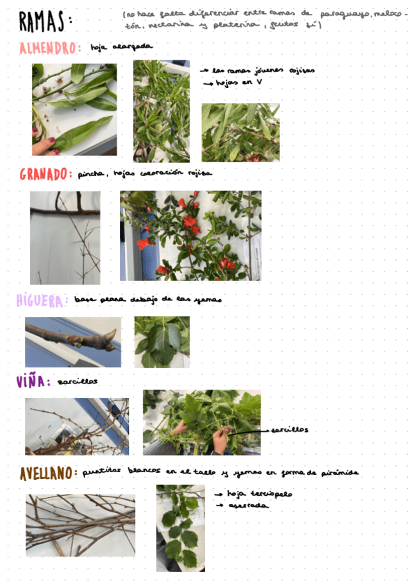 Miniatura del documento Determinacion-Ramas.pdf