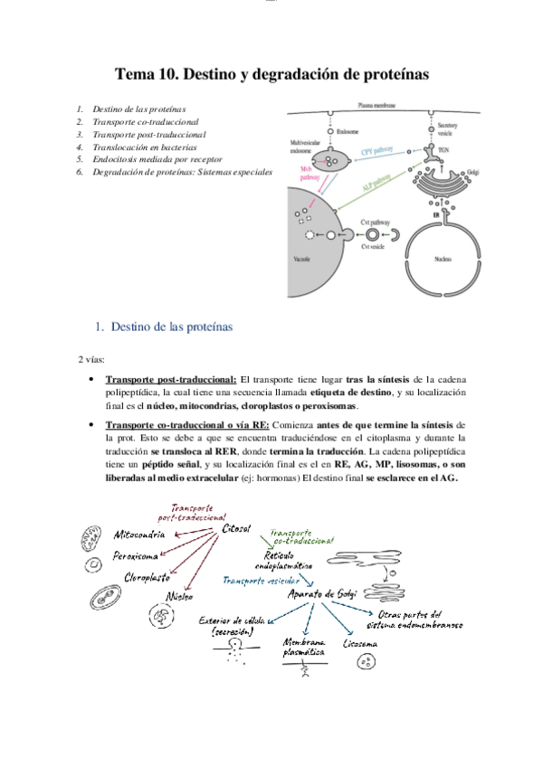 Miniatura del documento T10 - Destino y degradación de proteínas.pdf
