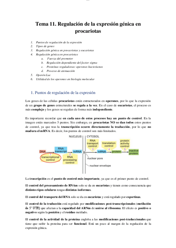 Miniatura del documento T11 - Regulación de la expresión génica en procariotas.pdf