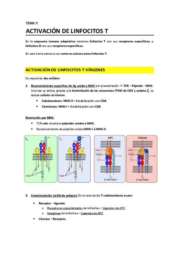 Miniatura del documento T7 - Activación de linfocitos T.pdf