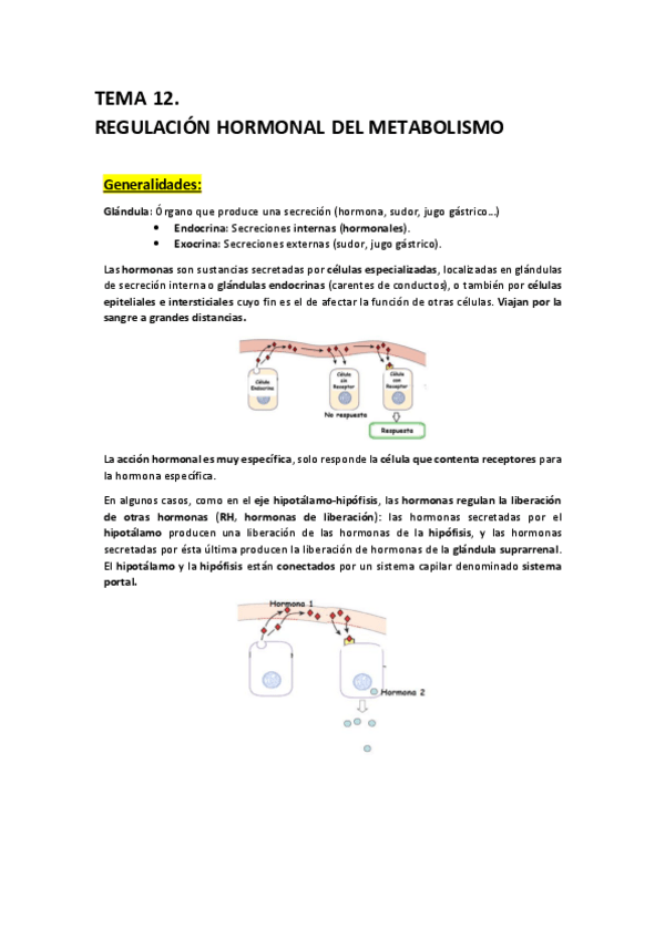 Miniatura del documento T12 - Regulacion Hormonal del Metabolismo.pdf