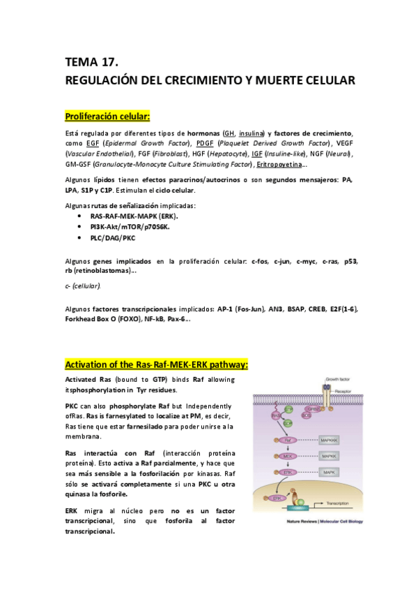 Miniatura del documento T17 - Regulacion del Crecimiento y Muerte Celular.pdf