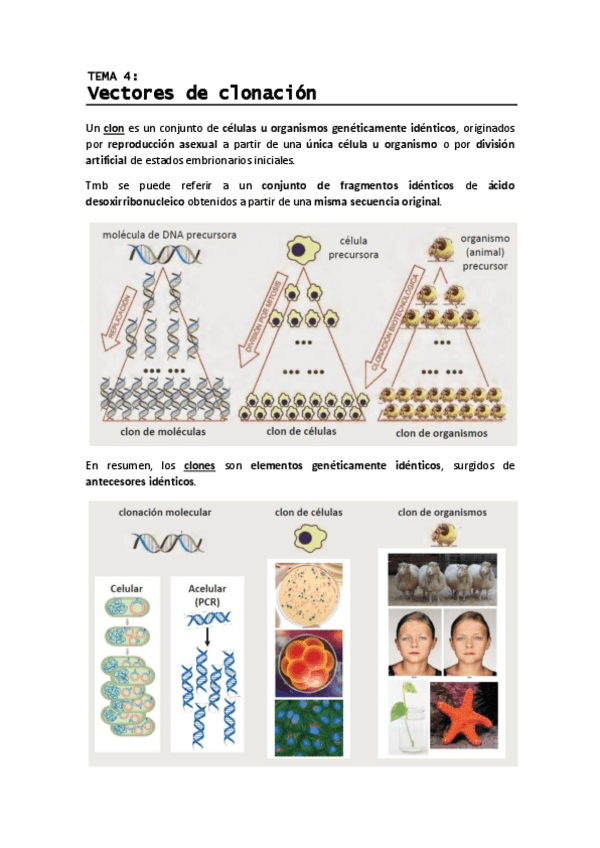 Miniatura del documento T4 - Vectores de clonacion.pdf