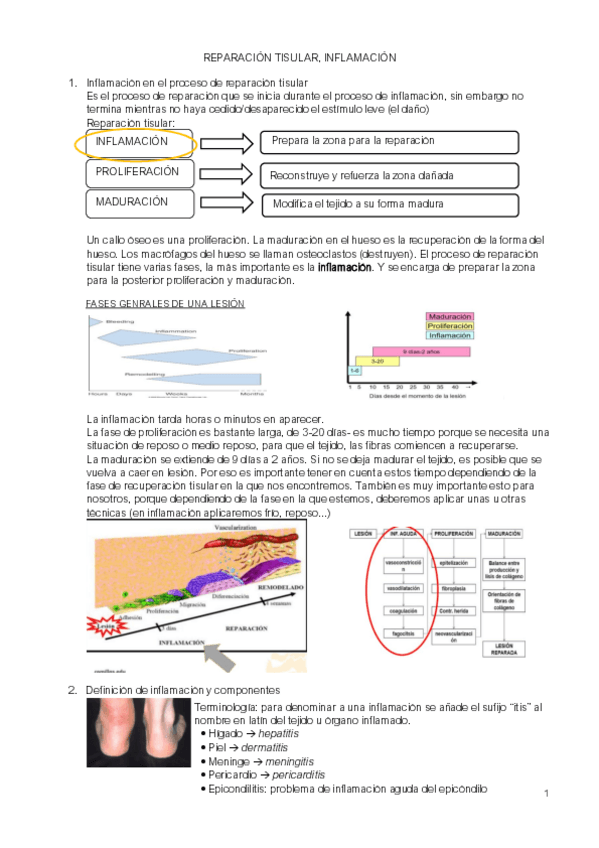 Miniatura del documento inflamacion-aguda-y-cronica.pdf