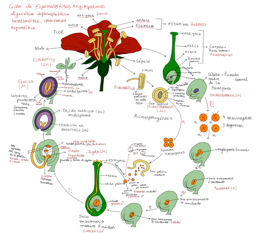 Miniatura del documento ciclo-Biologico-de-angiospermas.jpg