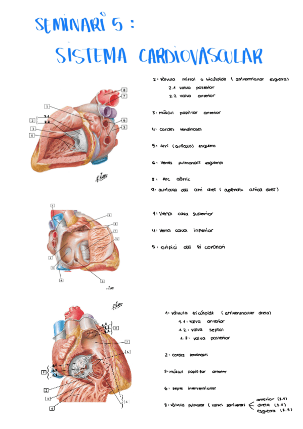 Miniatura del documento Seminario-5-Sistema-Cardiovascular.pdf