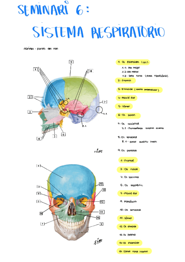 Miniatura del documento Seminario-6-Sistema-Respiratorio.pdf