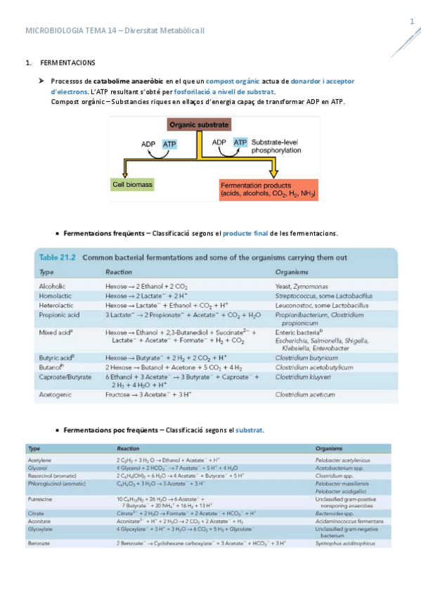 Miniatura del documento T14DiversitatMetabolica2.pdf