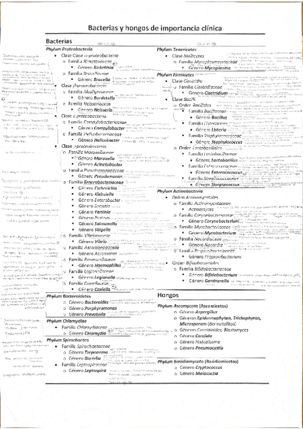 Miniatura del documento bacterias.pdf