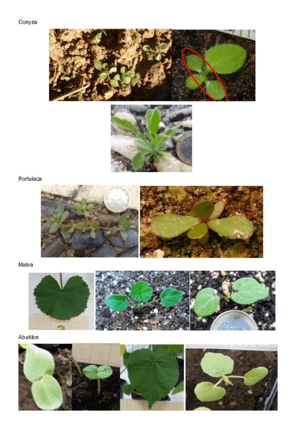 Miniatura del documento RECONOCIMIENTO-MALAS-HIERBAS.pdf