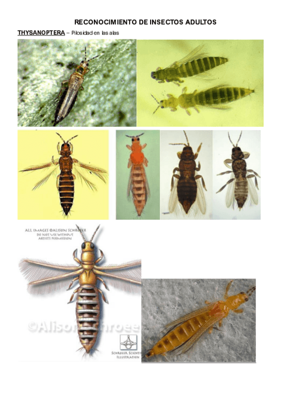 Miniatura del documento RECONOCIMIENTO-INSECTOS-MADUROS.pdf