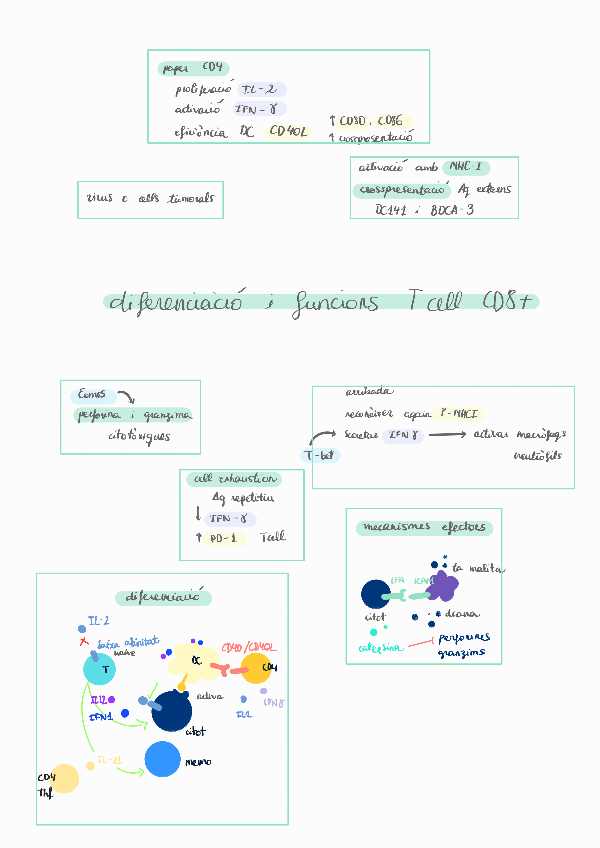 Miniatura del documento Diferenciació i funcions CD8.pdf