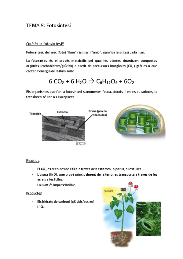 Miniatura del documento TEMA-8.pdf