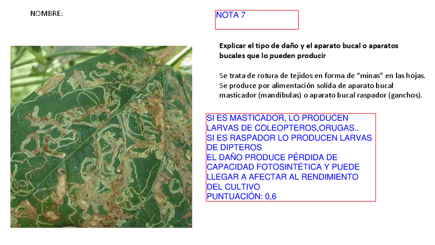 Miniatura del documento ejercdiagnosticocorregido.pdf