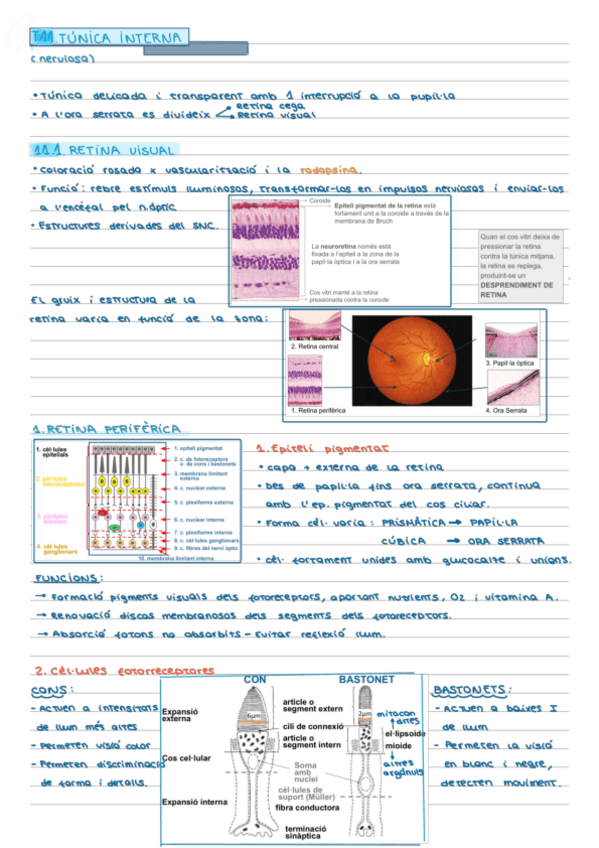 Miniatura del documento Tema-11.-Retina-visual.pdf