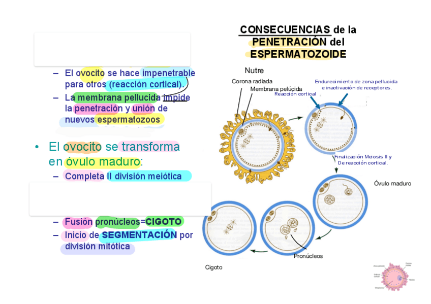 Miniatura del documento Apuntes-de-Embriologia-parte-1.pdf