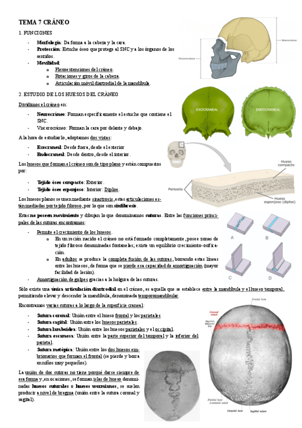 Miniatura del documento ANATOMIA-TEMA-7-CRANEO.pdf