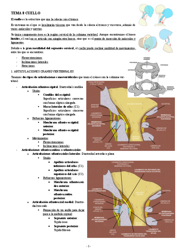 Miniatura del documento ANATOMIA-TEMA-8-CUELLO.pdf