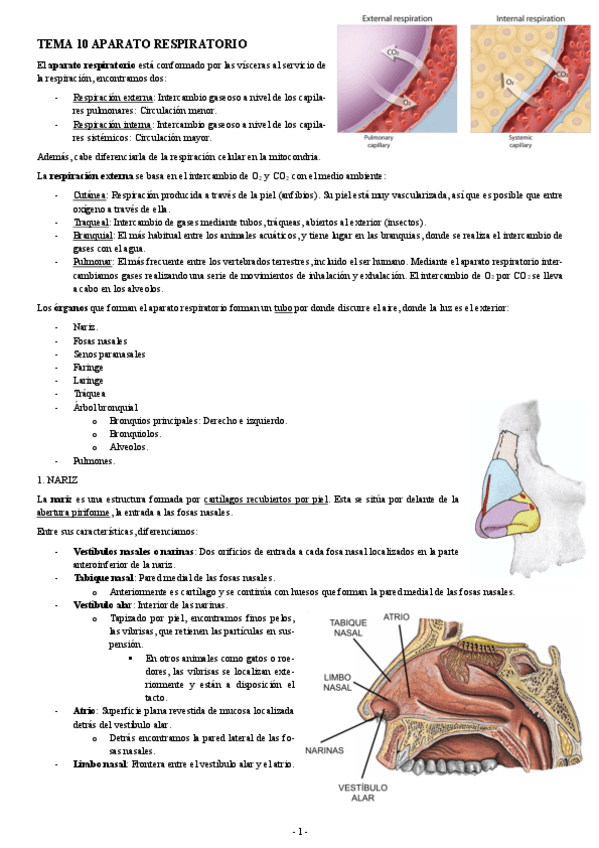 Miniatura del documento ANATOMIA-TEMA-10-APARATO-RESPIRATORIO.pdf