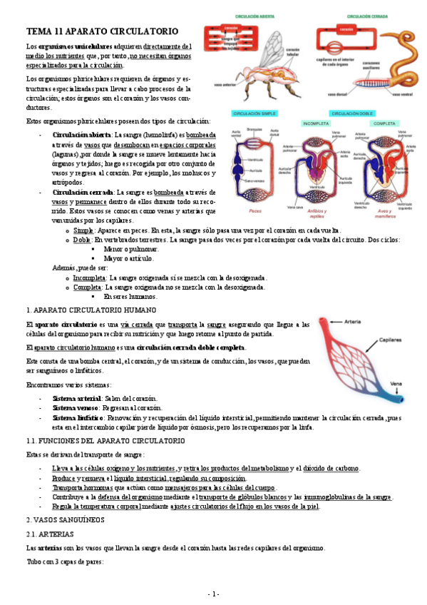 Miniatura del documento ANATOMIA-TEMA-11-APARATO-CIRCULATORIO.pdf