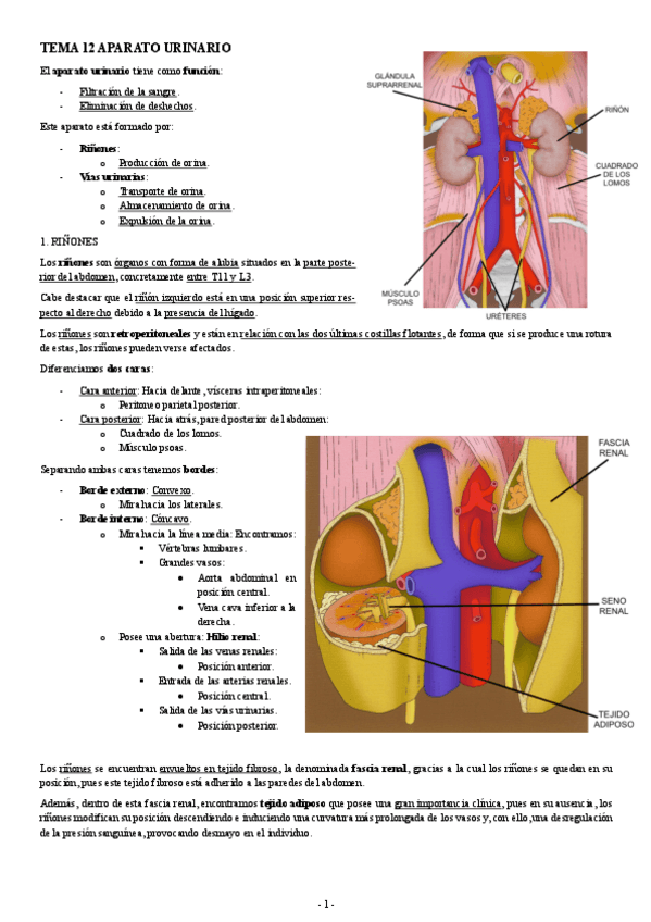 Miniatura del documento ANATOMIA-TEMA-12-APARATO-URINARIO.pdf