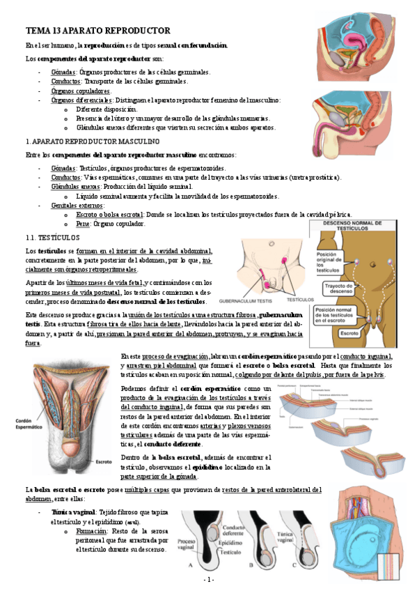 Miniatura del documento ANATOMIA-TEMA-13-APARATO-REPRODUCTOR.pdf