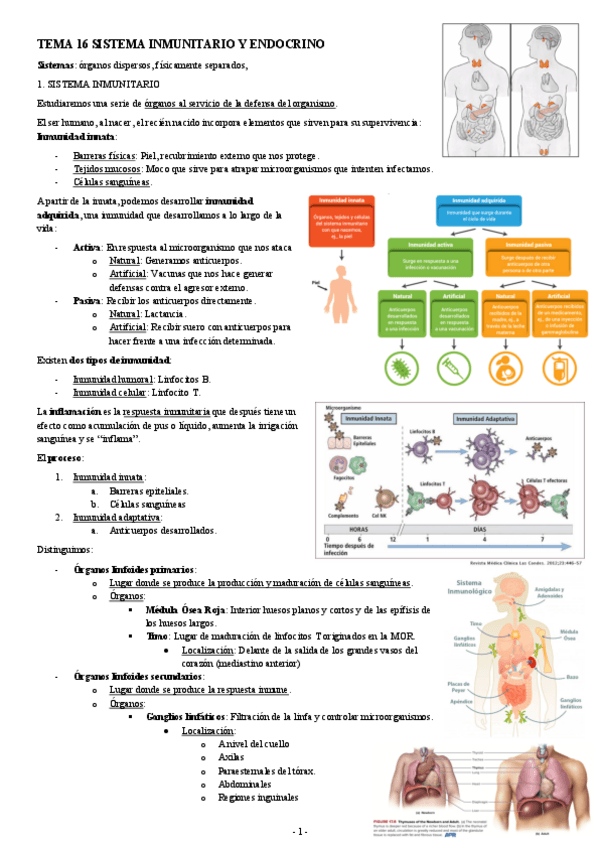 Miniatura del documento ANATOMIA-TEMA-16-SISTEMA-INMUNITARIO-Y-ENDOCRINO.pdf