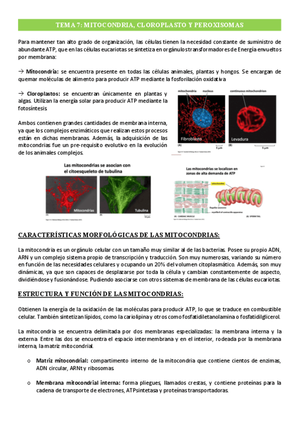 Miniatura del documento Tema-7-Mitocondria-cloroplasto-y-peroxisomas-Metabolismo.pdf