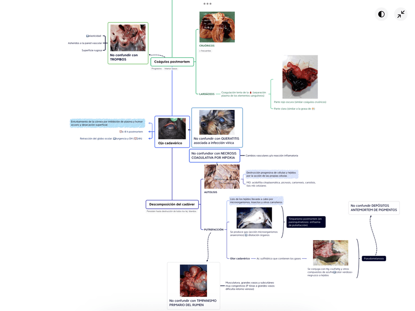 Miniatura del documento Cambios-postmortem-2.png